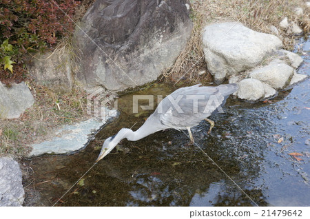 Heron aiming for prey 21479642