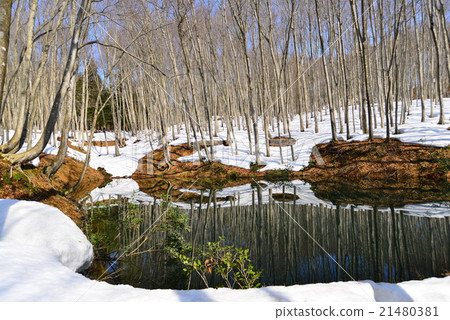  Beautiful forest 21480381