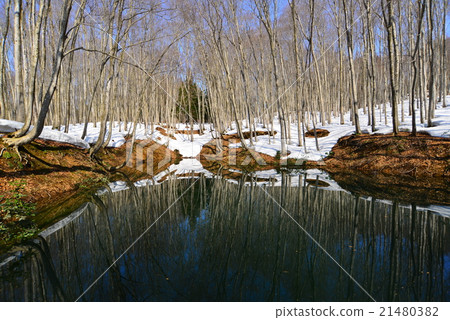 Beautiful forest 21480382