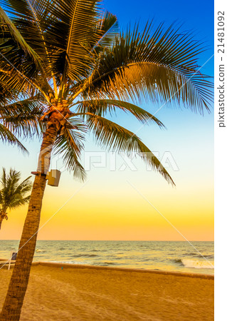 Palm tree on the beach Palm tree on the beach 21481092