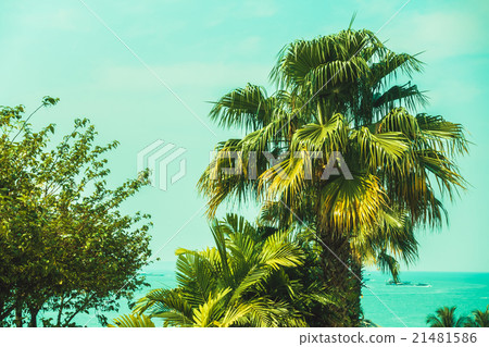 Palm tree 21481586