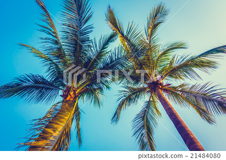 Beautiful palm tree on blue sky Beautiful palm tree on blue sky 21484080