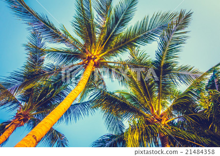 Beautiful palm tree on blue sky 21484358