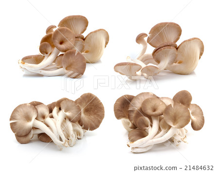 oyster mushroom on white background oyster mushroom on white background 21484632