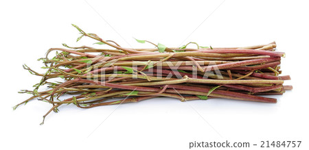 Morning glory isolated on white background 21484757