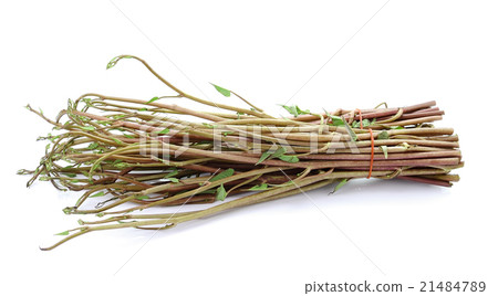 Morning glory isolated on white background 21484789