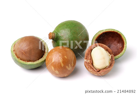 macadamia nuts on white background 21484892
