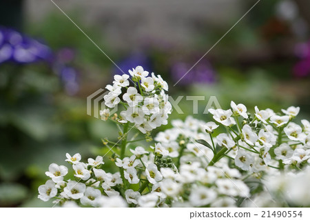 Alyssum 21490554
