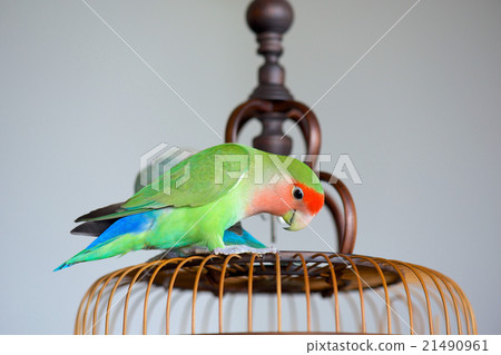 Kozaku Rinko 21490961