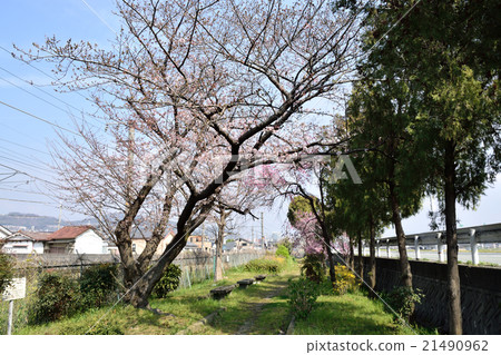 Scenery with cherry blossoms 21490962