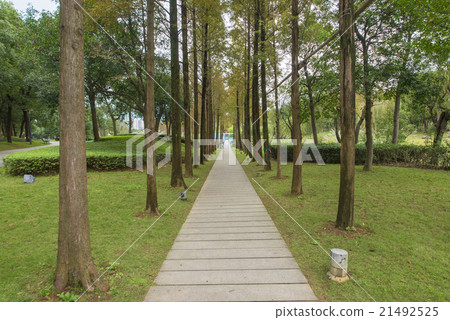 Parks and corridors of trees Parks and corridors of trees 21492525