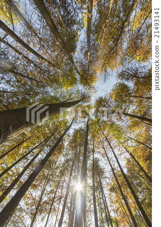 Dawn Redwood looking Dawn Redwood looking 21493141