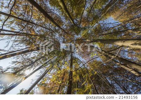 Dawn Redwood looking 21493156