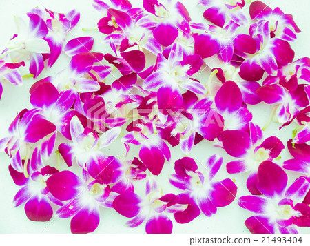 Orchid of Hawaiian Lei 21493404