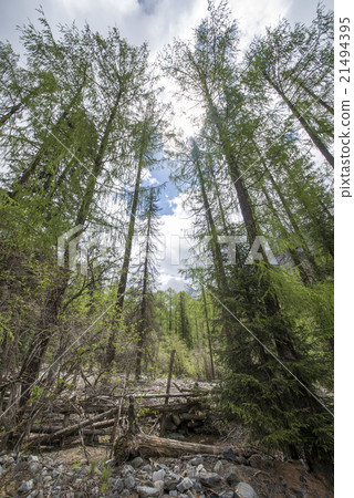forest path looking up 21494395