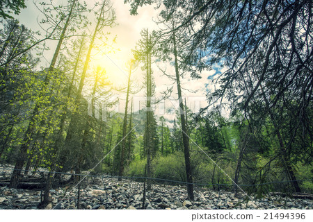 forest path looking up 21494396