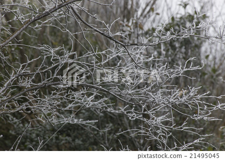 Rime tree 21495045