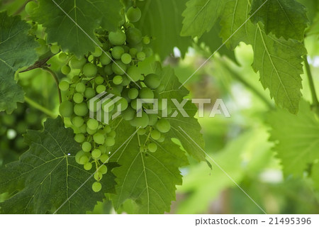 Grapes vines Grapes vines 21495396