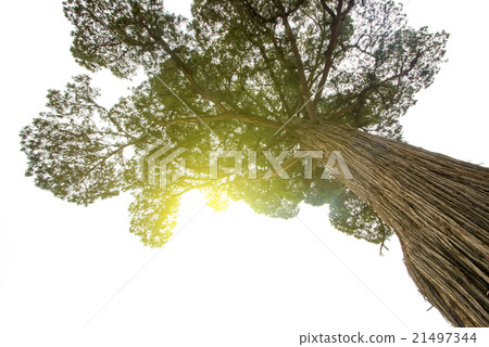 Cypress Cypress 21497344