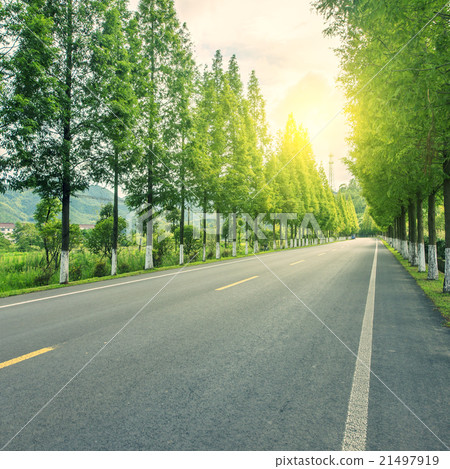 Forest road 21497919