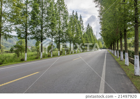 Forest road 21497920