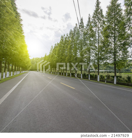 Forest road 21497929