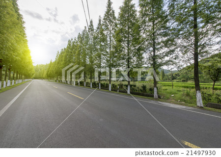 Forest road 21497930