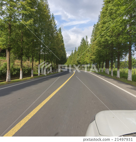 Forest road 21497931