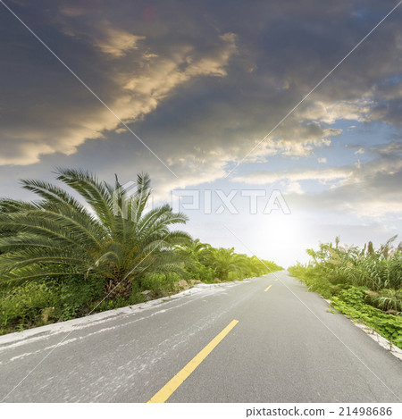 cycads road 21498686