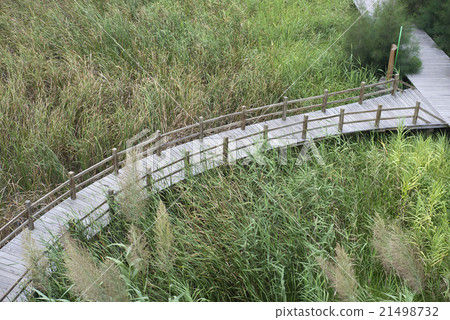 Grass corridor 21498732