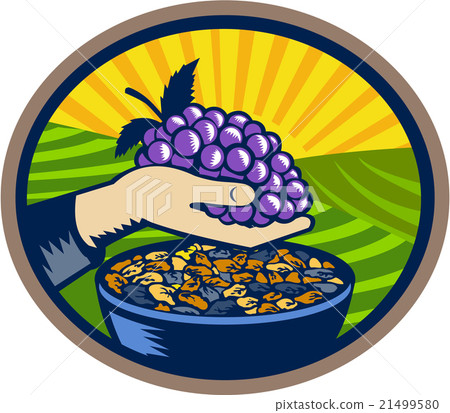 Hand Holding Grapes Raisins Oval Woodcut Hand Holding Grapes Raisins Oval Woodcut 21499580
