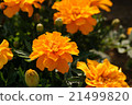 Orange blossom 21499820