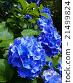 Hydrangea after the rain 21499824