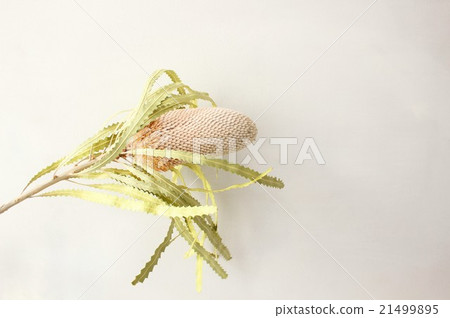 Banksia Priio Note 21499895
