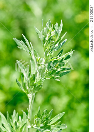 Wormwood (Artemisia absinthium L.) on green 21500024