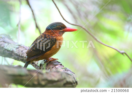 Philippine Aohige Shobin Philippine Aohige Shobin 21500068