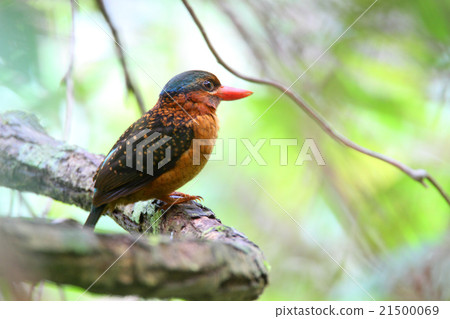 菲律賓Aohige Shobin 21500069