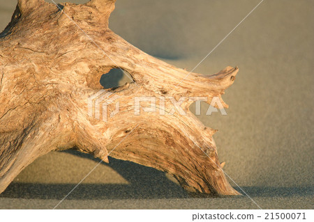 漂流在海岸上 21500071