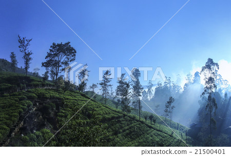 sri lanka tea estate,beautiful srilanka,nuwara eli 21500401