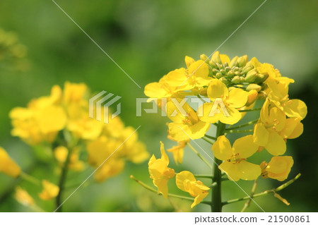 強姦開花 強姦開花 21500861