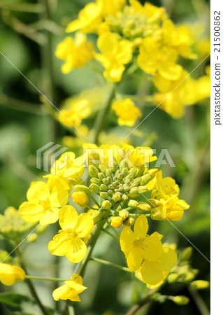 強姦開花 強姦開花 21500862