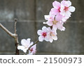 Almond flower 21500973