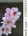 Almond flowers 2 21500974
