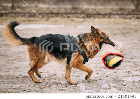 German Shepherd Dog training. Biting dog. 21501445