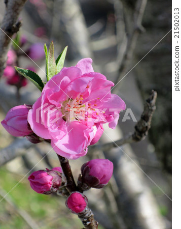 桃花 桃花 21502013