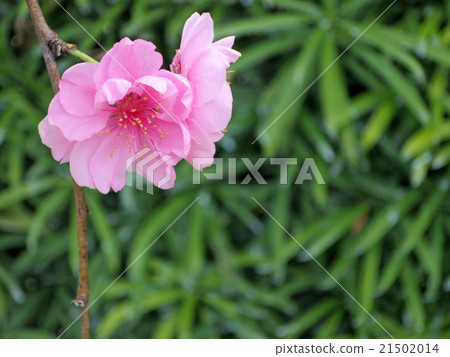 桃花 桃花 21502014