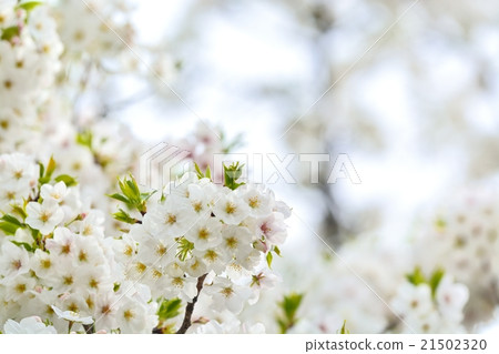 盛開的天城吉野櫻花樹 21502320