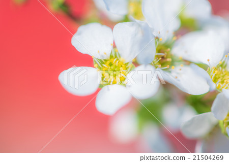 繡線 繡線 21504269