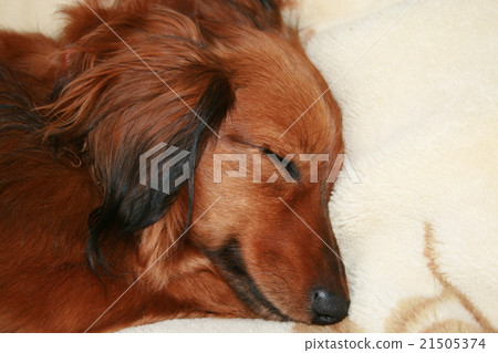 sleeping face 21505374