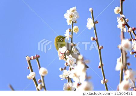 Medicine to absorb plum blossoms Medicine to absorb plum blossoms 21505451